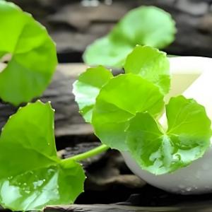 Oral Centella Asiatica Extract